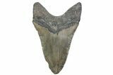 Huge, Fossil Megalodon Tooth - North Carolina #381342-2